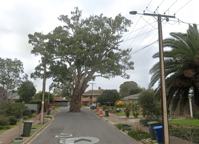 A wide street view featuring a large tree dominating the scene, with houses on either side and utility poles with power lines visible in the background.